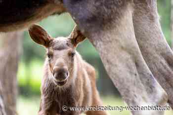 Wildpark Lüneburger Heide: Nachwuchs bei den schwedischen Rasenmähern in Hanstedt - Hanstedt - Kreiszeitung Wochenblatt