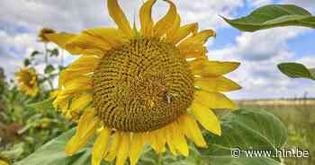 Gemeente deelt cadeaus uit aan tuiniers met grootste zonnebloem - Het Laatste Nieuws