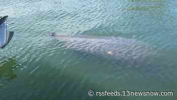 Sea cow spotting: Manatee relaxes in Virginia Beach's Lynnhaven Inlet