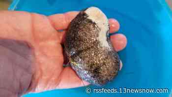 Chesapeake boy finds sea cucumber on Outer Banks beach
