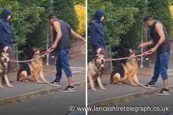 ‘It is abuse’: Blackburn woman pleads with owner not to slap dogs