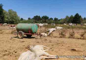 Bra e Moretta: l'antidoto dell'Istituto Zooprofilattico salva oltre 10 bovini dall'intossicazione di acido cianidrico - TargatoCn.it