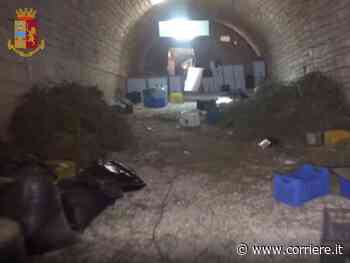 Bari: in un ex stalla la centrale della droga, sequestrati 900 chili di marijuana - Corriere della Sera