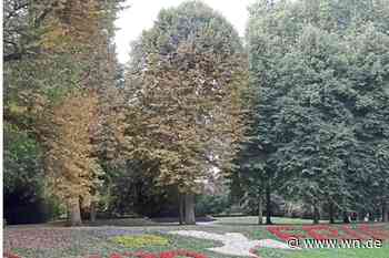 Bäume leiden immer mehr unter Trockenheit