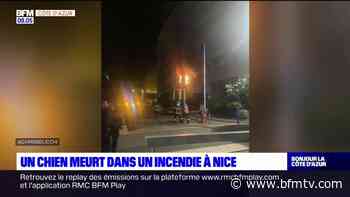 Nice: un chien meurt dans l'incendie d'un appartement - BFMTV