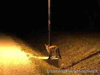 Treviso, a Silea avvistato il primo esemplare di sciacallo dorato: «Meraviglioso» - Corriere della Sera