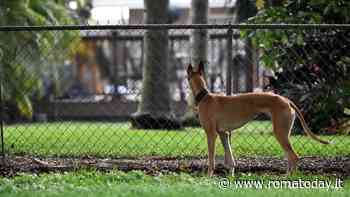 La pensione abusiva per cani in una villetta a schiera