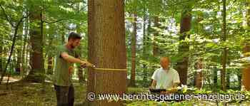 Forstleute machen Waldinventur in den Landkreisen Traunstein und Berchtesgadener Land - Berchtesgadener Anzeiger