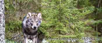 Der Wolf im Jugendtreff – Ausstellung mit Familienquiz vom 29. August bis 1. September - Traunsteiner Tagblatt