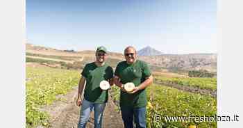 Punti di forza: grado Brix, rese e conservabilità - Freshplaza.it