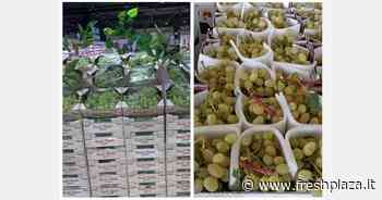 Nei supermercati partite di uva verde dal basso grado zuccherino - Freshplaza.it