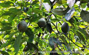 Hueyapan exportará aguacate y licores a Estados Unidos - El Sol de Cuernavaca