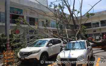 Cerca de 300 árboles a punto de caer en Cuernavaca - El Sol de Cuernavaca