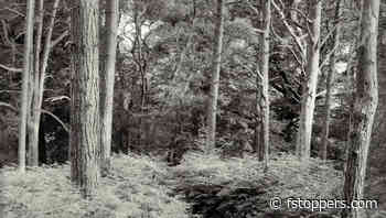 How to Create Compelling Woodland Photos