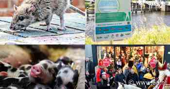 'Ratten hoef je écht niet dood te maken': Amersfoort neemt maatregelen tegen dierenleed - AD