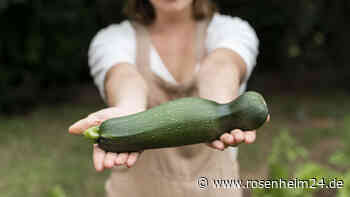 Zucchini-Samen gewinnen: Manchmal werden die Früchte giftig