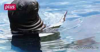 Robbenbaby Yuna bezaubert Heidelberg - Echo Online