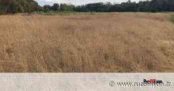 Sécheresse : quelles restrictions à Lyon et dans le Rhône ? - Rue89Lyon