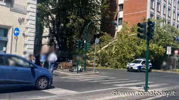 Platani di via Merulana a rischio: un fungo li scava dall'interno, 2 già abbattuti