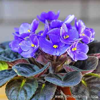 Master Gardener to offer houseplant advice Sept. 1 - Athol Daily News