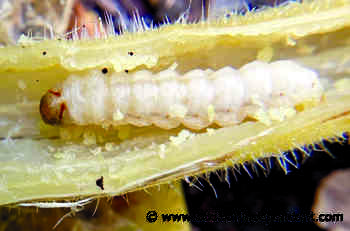 Ask a master gardener: What's eating my squash? - Addison County Independent