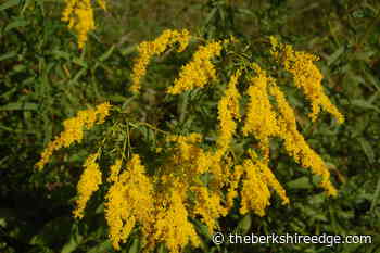 GARDENER'S CHECKLIST: Week of August 18, 2022 - theberkshireedge.com