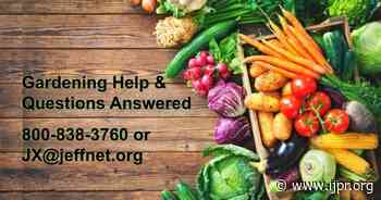 How does your garden grow? Q&A with our Master Gardener - Jefferson Public Radio