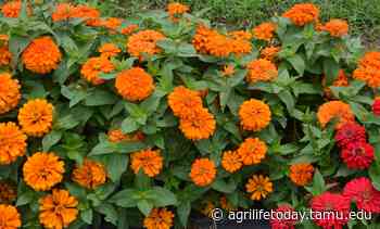 Texas Master Gardener symposium set Sept. 10 in San Angelo - AgriLife Today - AgriLife Today