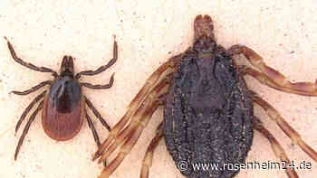 Invasive Riesen-Zecke in RLP – was bei einem Stich zu tun ist