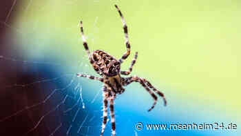Die Angst vor Spinnen: So wirst Du Deine Arachnophobie los