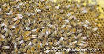 NSW beekeepers get funds after mite fight - Western Advocate