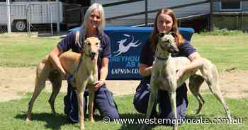 Adopt a dog at Norman Lindsay Gallery - Western Advocate
