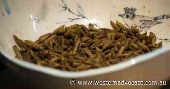 Tiny fly larvae's big food waste potential - Western Advocate