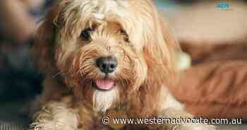 Australia's favourite dog breed, most popular dog name revealed - Western Advocate