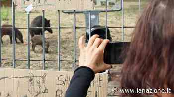 La “sentenza” dell’Ispra Quei cinghiali vanno uccisi La Regione Liguria aveva chiesto un parere all’Istituto superiore ambientale Che ha risposto escludendo ogni ipotesi di spostamento in altre aree - LA NAZIONE