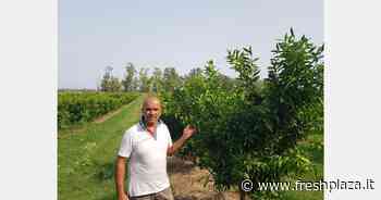 Campagna agrumicola: è prevista una riduzione della produzione del 30 per cento - Freshplaza.it