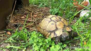 Polizei Ehingen: Schildkröte entlaufen: Tierischer Einsatz in Lauterach - SWP