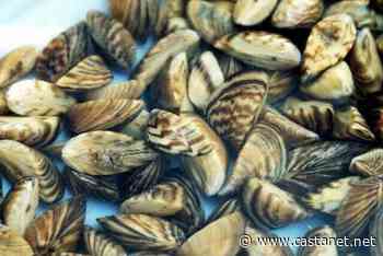 Osoyoos Lake Water Society hosting public education event on how to keep Osoyoos Lake free of Invasive Mussels - Penticton News - Castanet.net