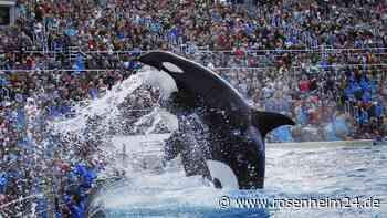 Schockierendes Video: Orcas in Freizeitpark attackieren sich gegenseitig