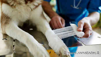 Doc Monkey Ortho Animal: il progetto italiano per gli amici a 4 zampe