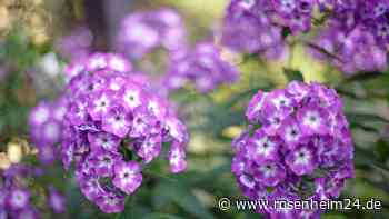 Phlox: Ein Rückschnitt während der Blüte verlängert die Blühdauer