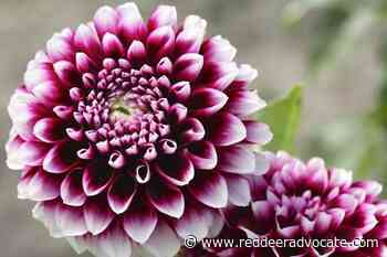 Alberta Dahlia and Gladiolus Society hosting annual flower show, sale - Red Deer Advocate