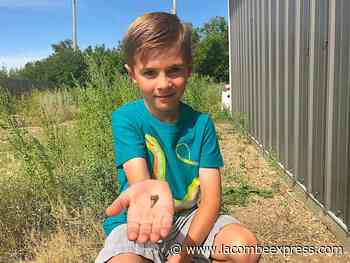 Red Deer-area boy discovers ancient shark’s tooth in his yard - Lacombe Express