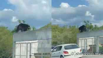 Video: Sorprende oso en Facultad de Ciencias de la Comunicación en Monterrey - ABC Noticias MX