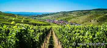 Lese 2022: Deutschlands Winzer sind schon in den Startblöcken