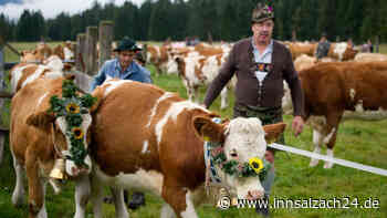 Tradition oder Tierquälerei - Kommt das Aus des Almabtriebs auch bei uns?