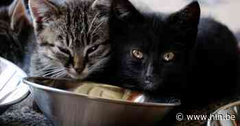 Kattenopvang 't Duffels Kattenhuisje ontvangt financiële steun van Vlaanderen - Het Laatste Nieuws