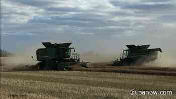 Harvest progress just behind the five year average in Saskatchewan - paNOW