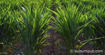 Cosentino: Corn and Cayuga County | Lifestyles | auburnpub.com - The Citizen