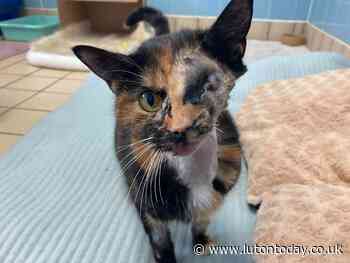 Cat hit by a bus in Luton survived for two weeks on her own before RSPCA rescuers could find her - Luton Today
